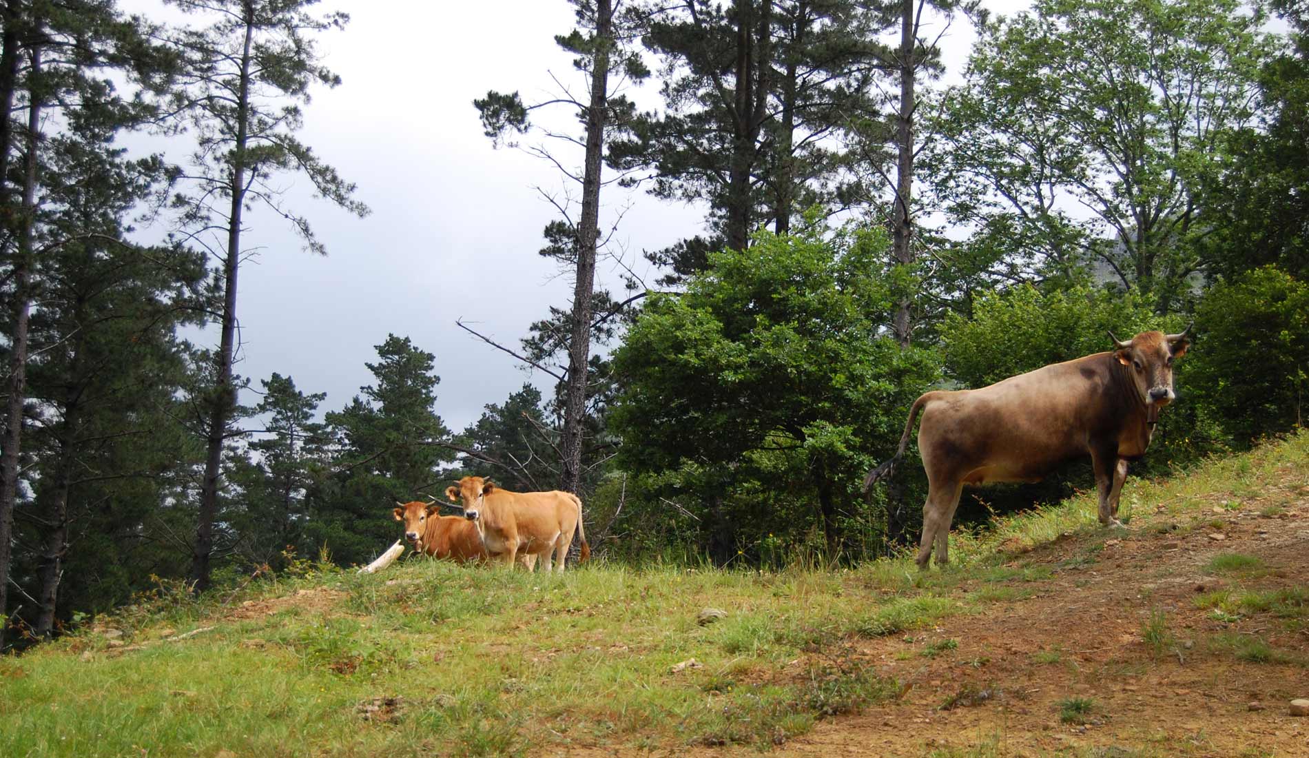 Camino-de-las-Nieves-(113)