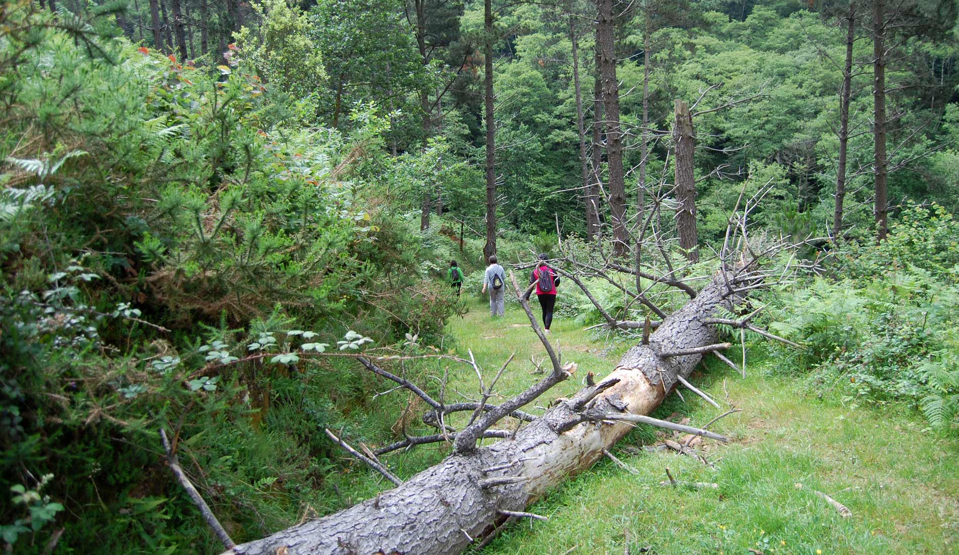 Camino-de-las-Nieves-(136)