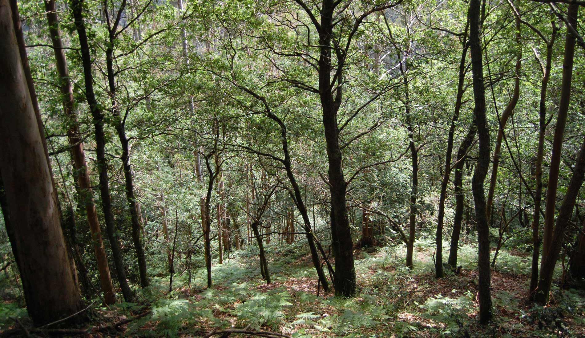 Camino-de-las-Nieves-(169)