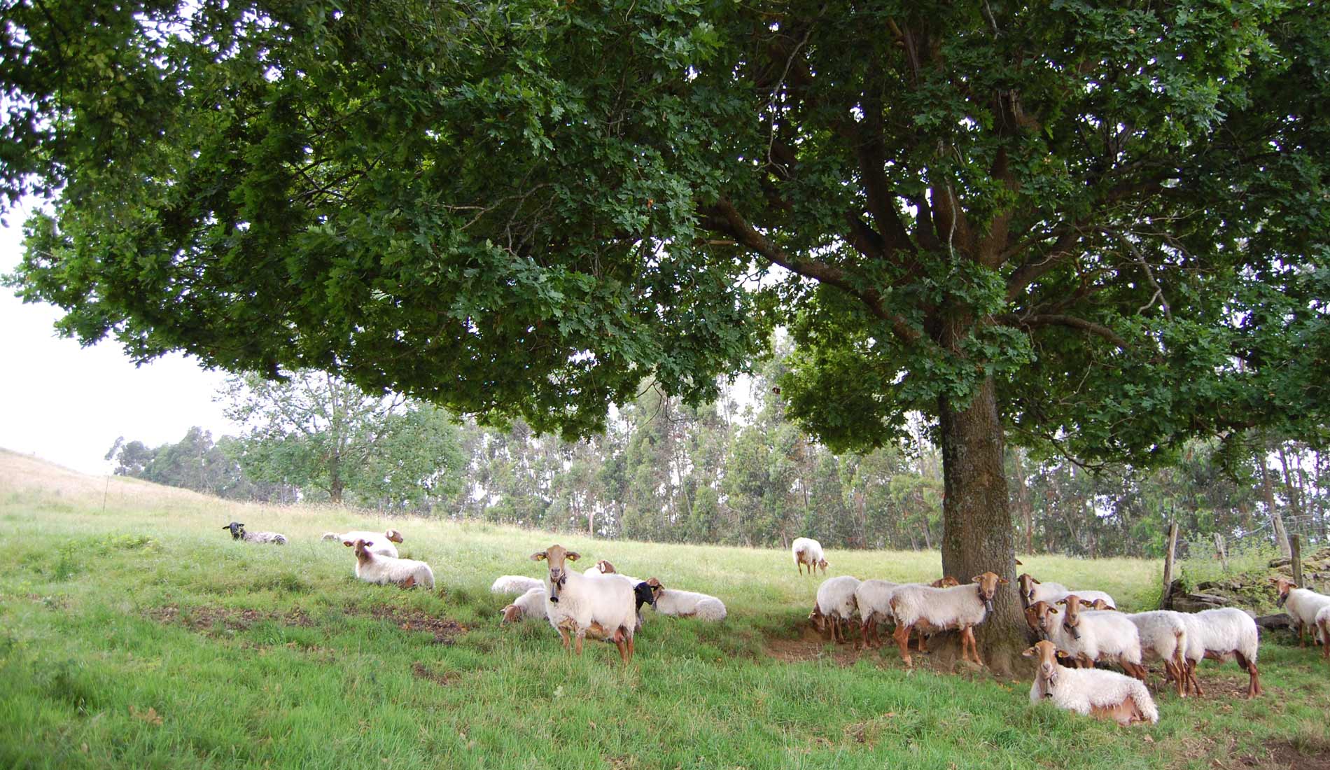 Camino-de-las-Nieves-(187)