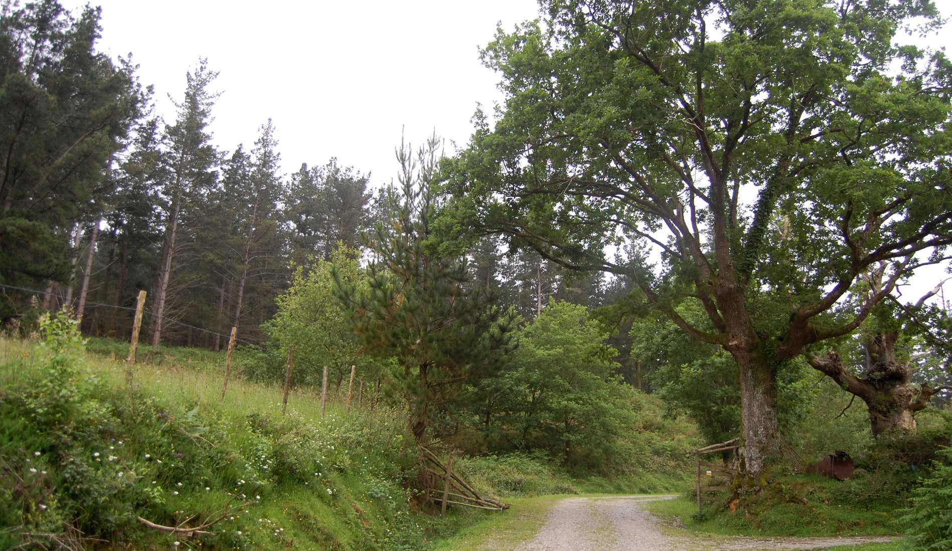 Camino-de-las-Nieves-(40)