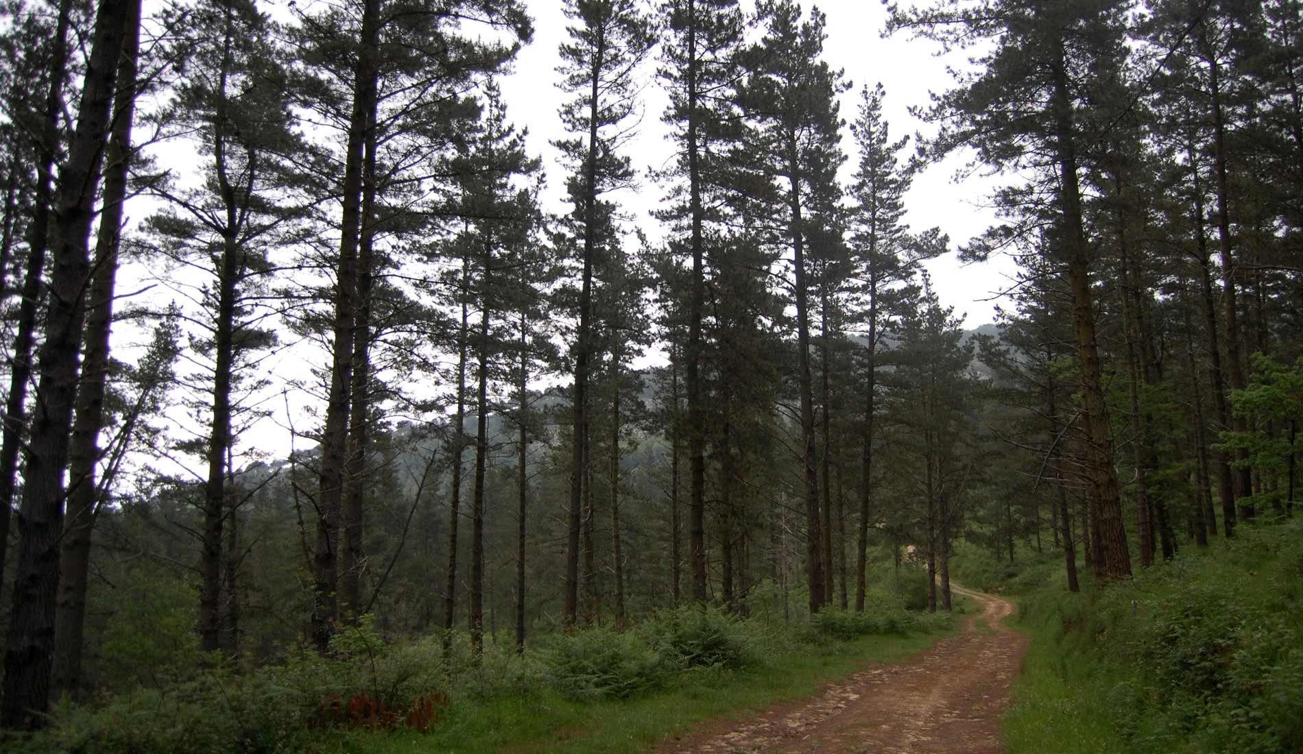 Camino-de-las-Nieves-(47)