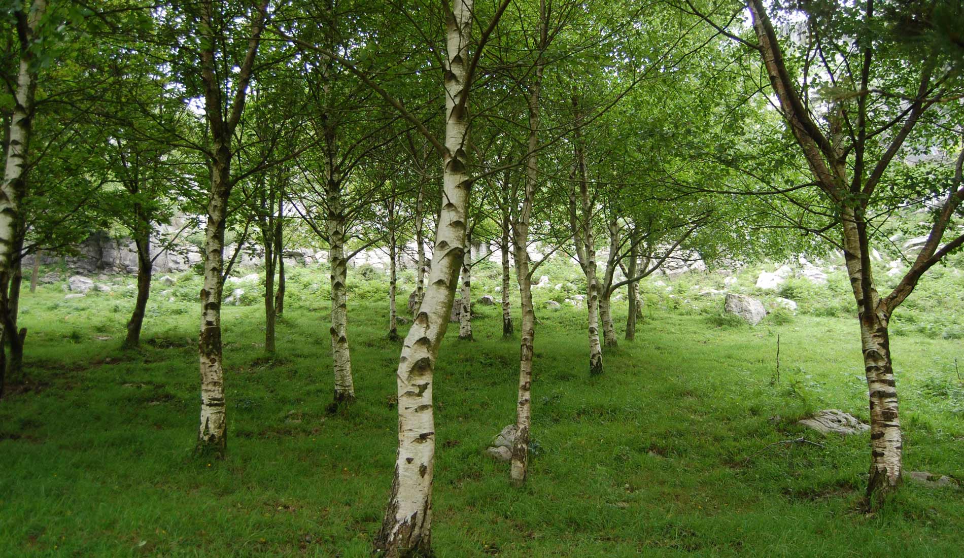 Camino-de-las-Nieves-(99)