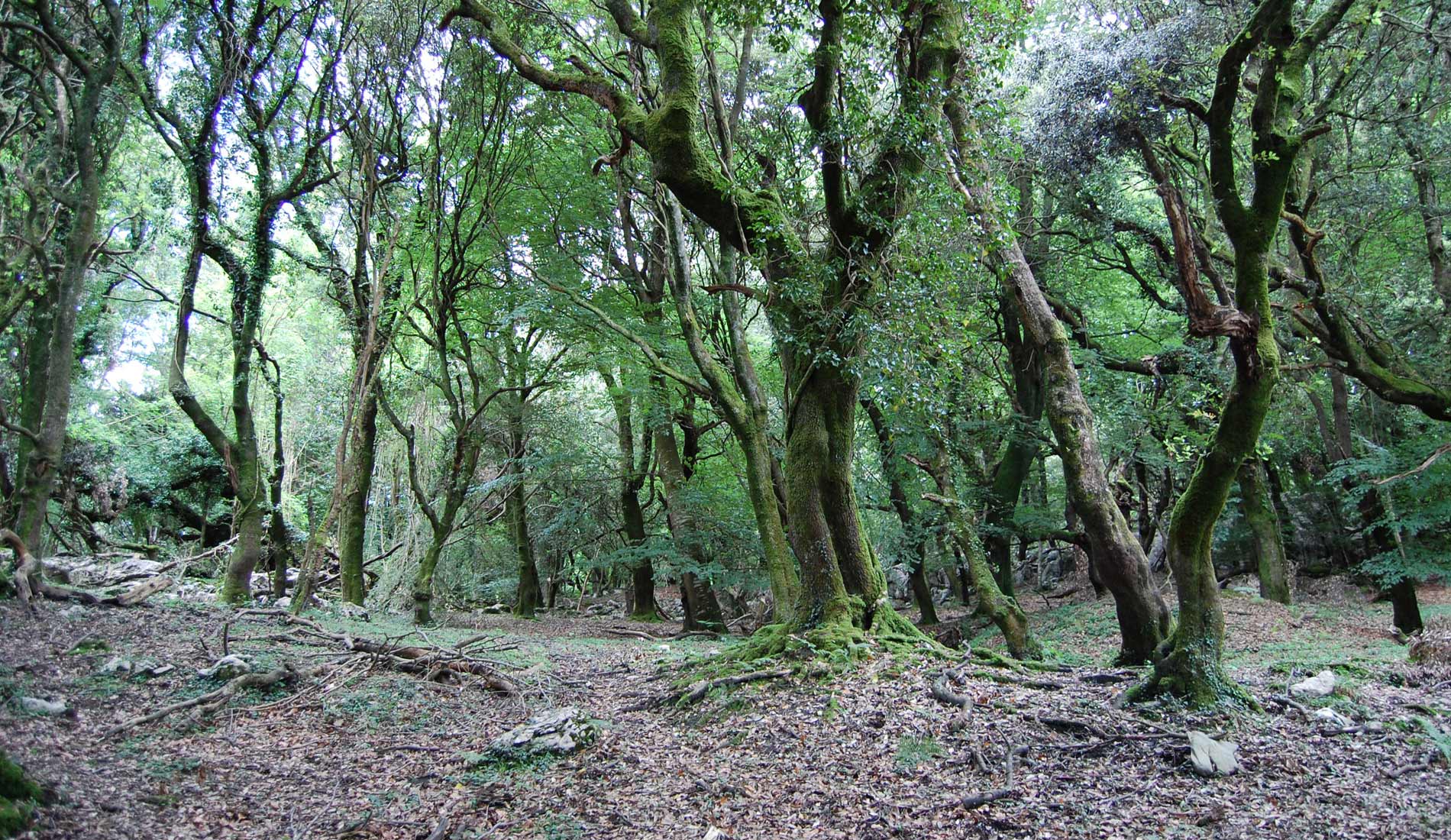 piluca-97_20130162282_o