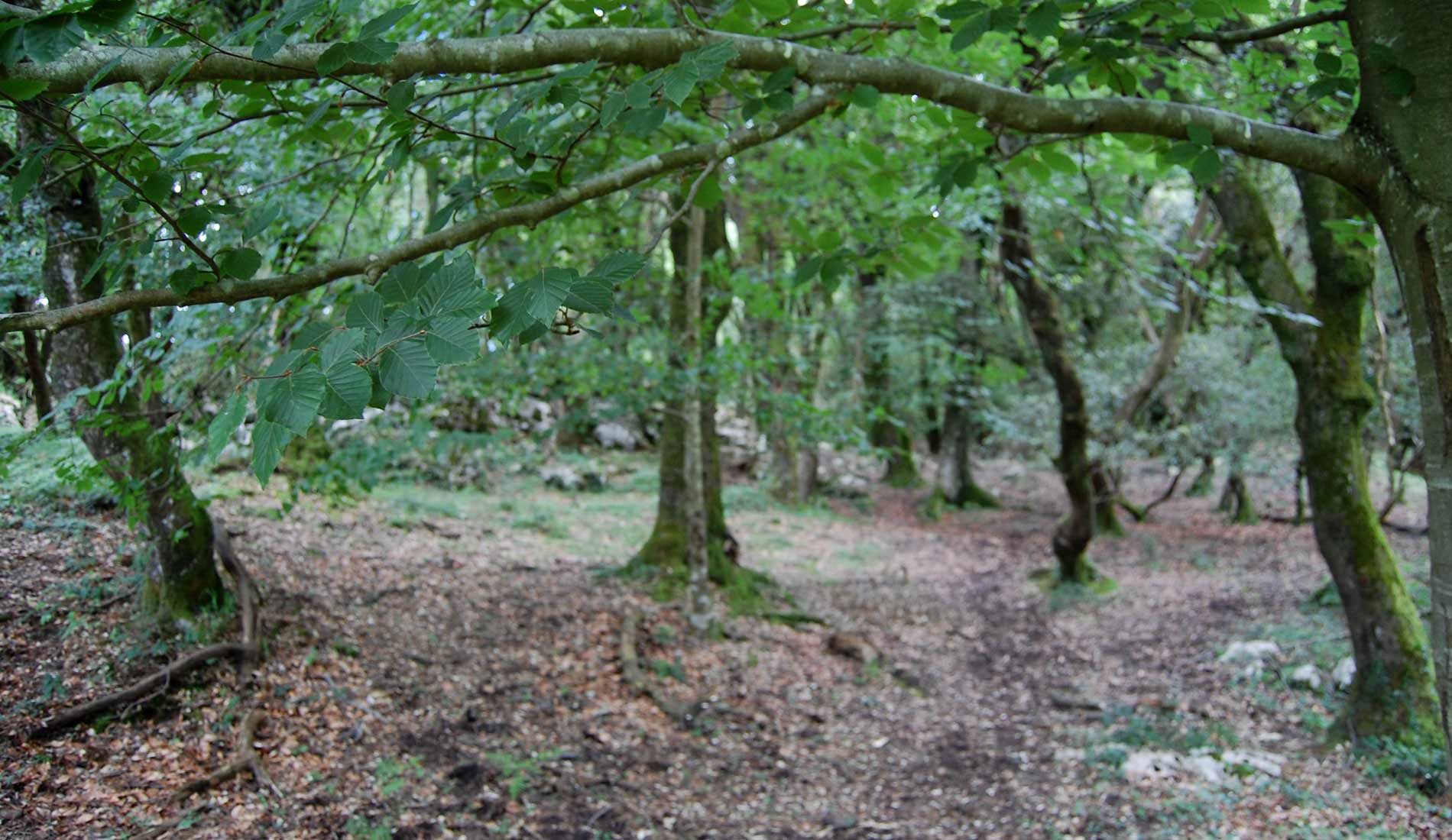 piluca-98_19951507039_o