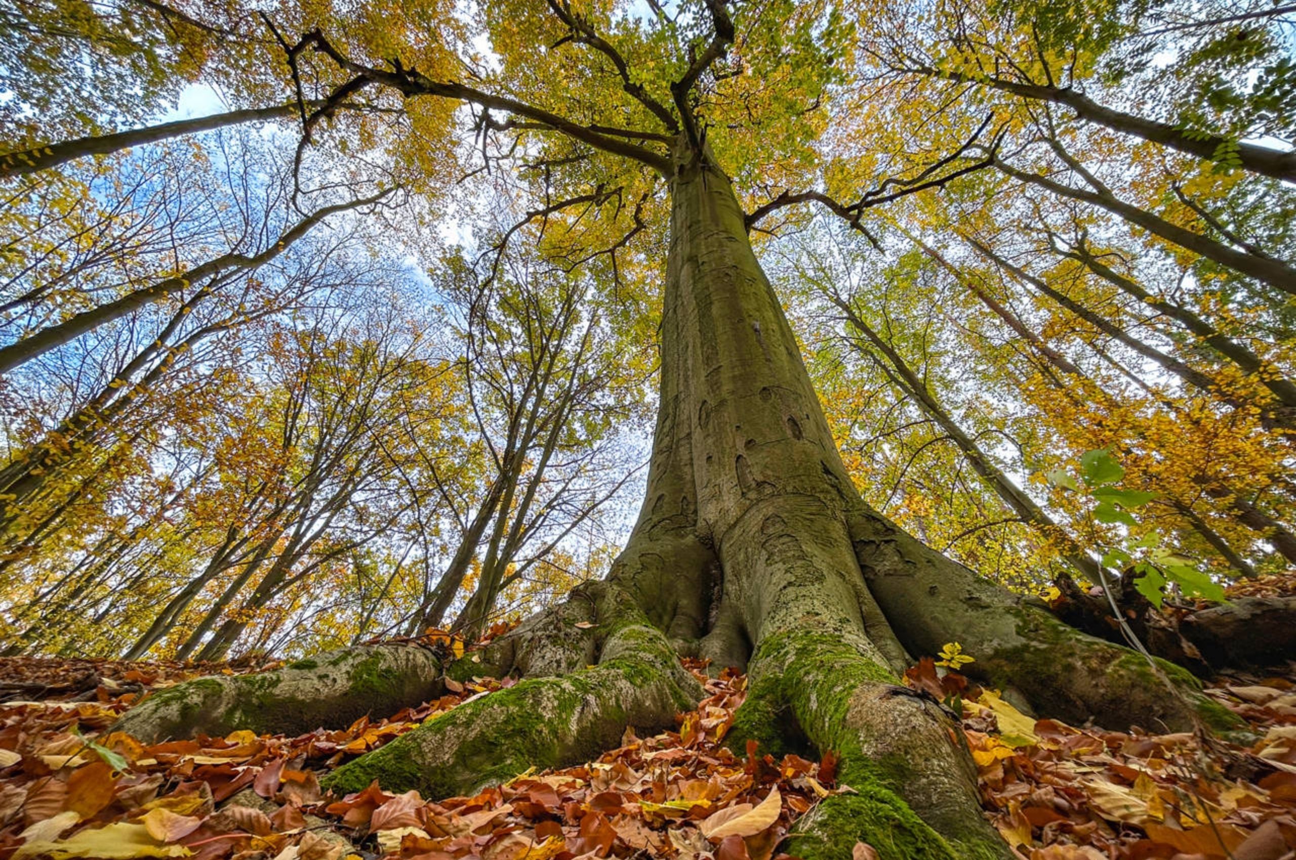 Flora típica en los bosques de Regules: un patrimonio natural del Alto Asón